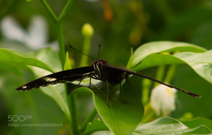 Canon EOS 80D sample photo. It's my rule photography