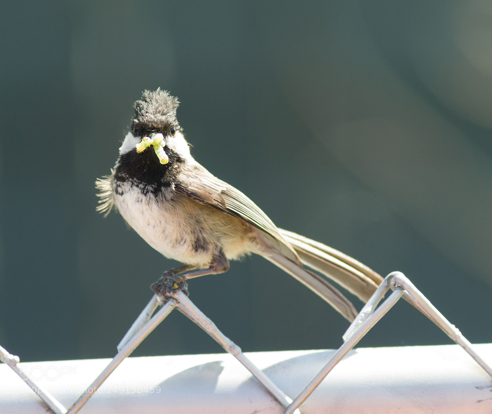 Sony Alpha DSLR-A850 sample photo. Black-capped chickadee bird perched photography