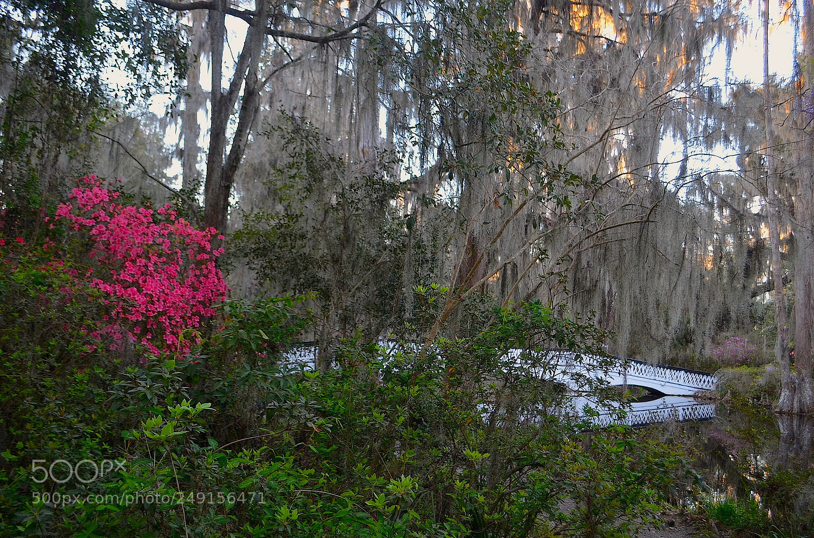 Nikon D5100 sample photo. Azaleas and long white photography
