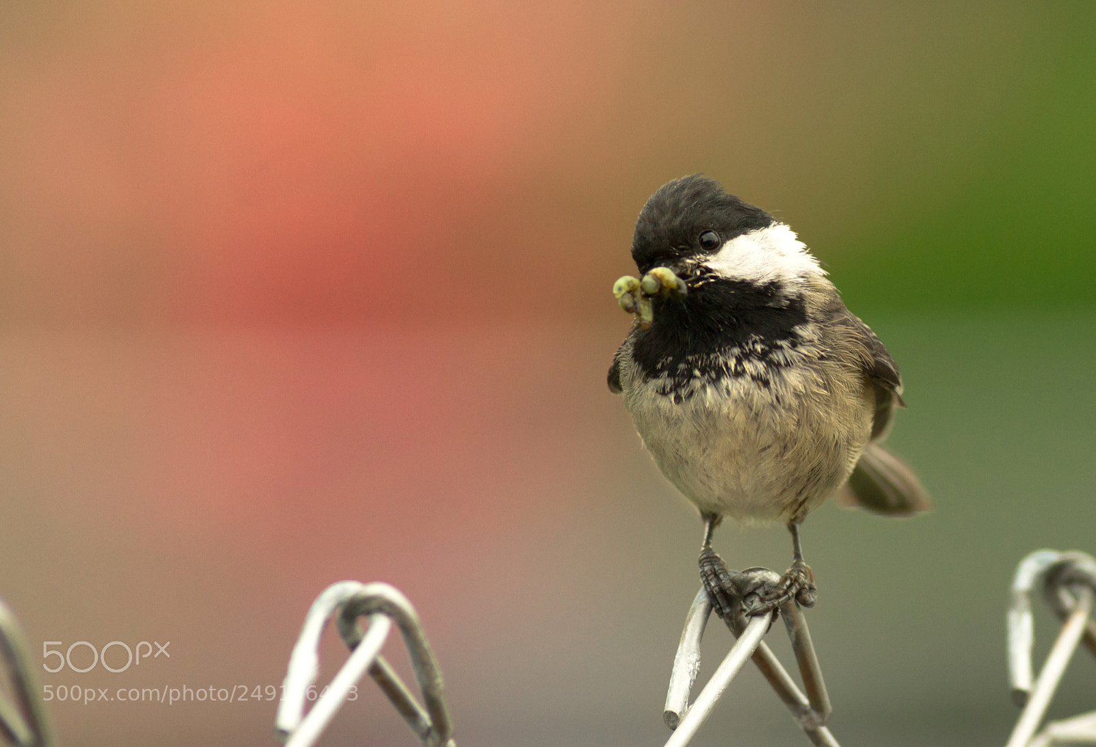 Sony Alpha DSLR-A850 sample photo. Black-capped chickadee bird perched photography