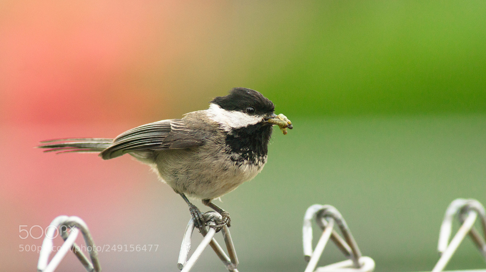 Sony Alpha DSLR-A850 sample photo. Black-capped chickadee bird perched photography
