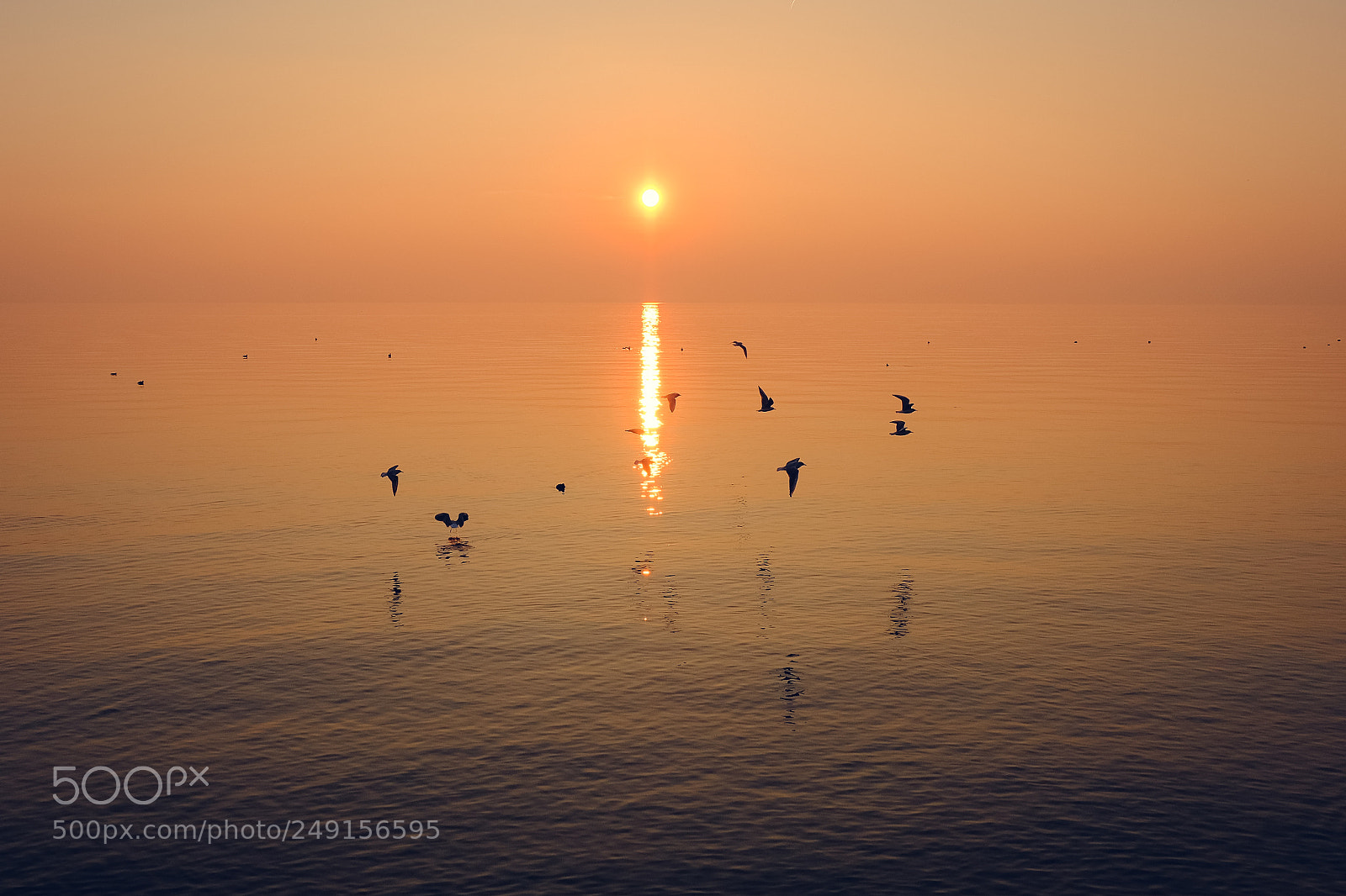 Fujifilm X-T20 sample photo. Birds at sunset photography