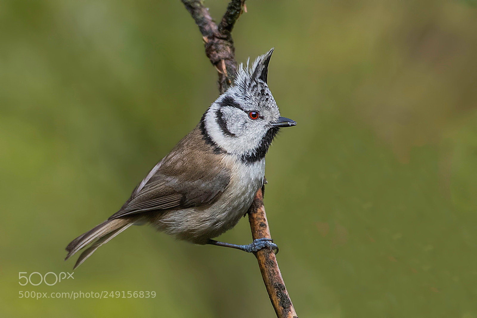 Canon EOS-1D X Mark II sample photo. Red eyed crested tit photography