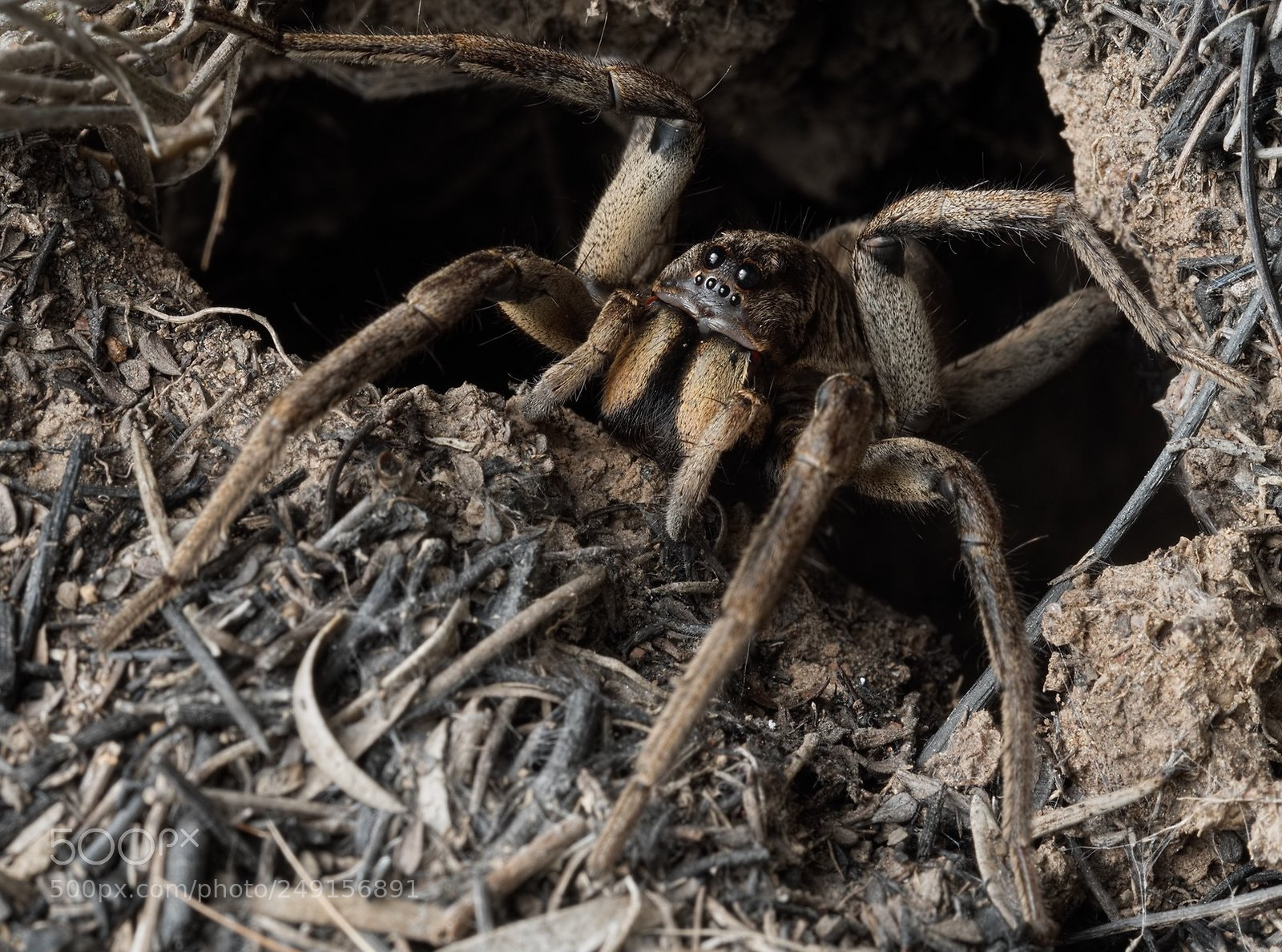 Olympus OM-D E-M1 sample photo. Wolf spider in a photography