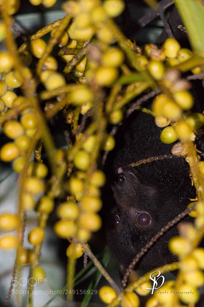 Nikon D500 sample photo. Black flying-fox - pteropus photography