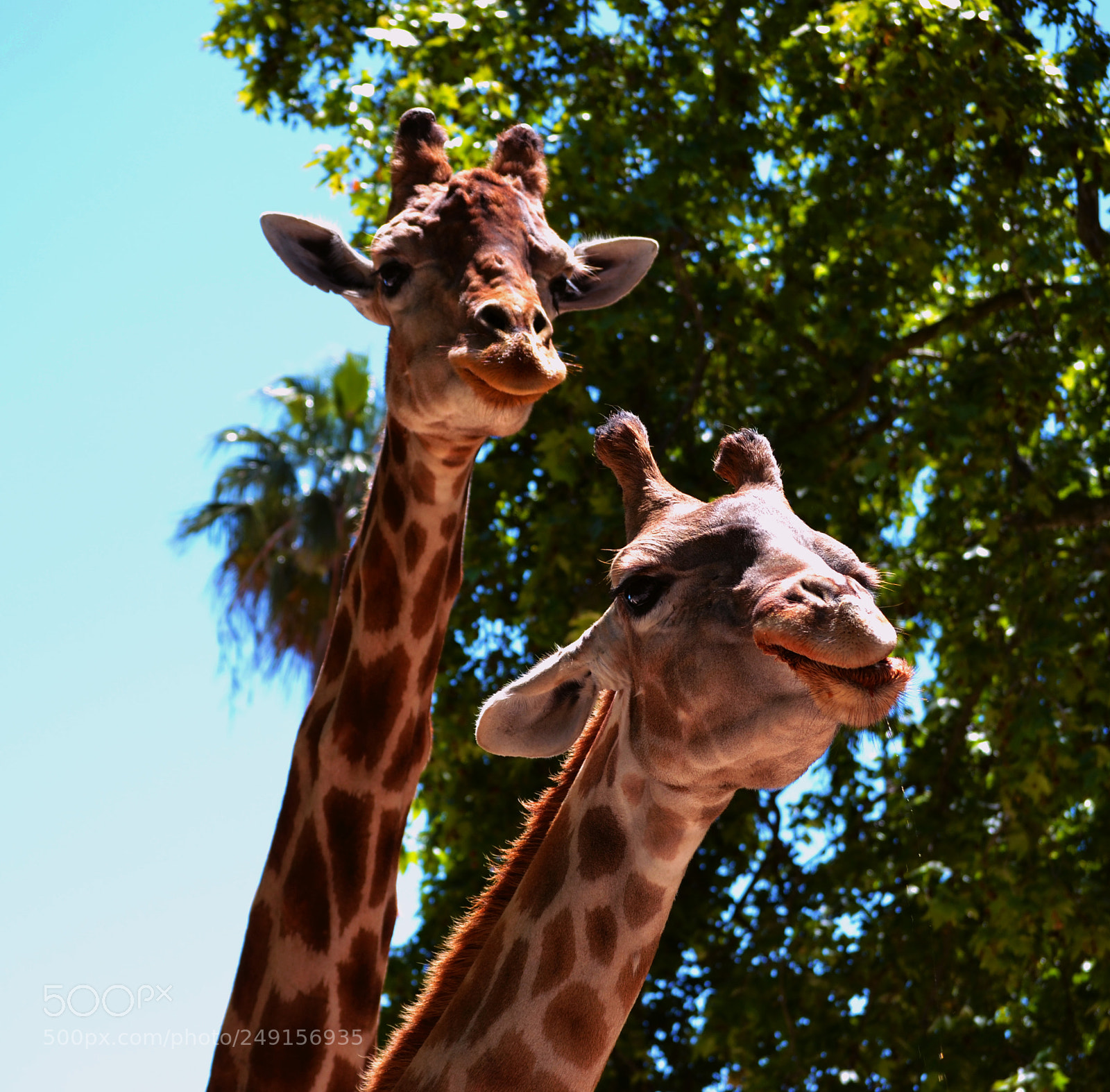 Nikon D3100 sample photo. Jirafas photography