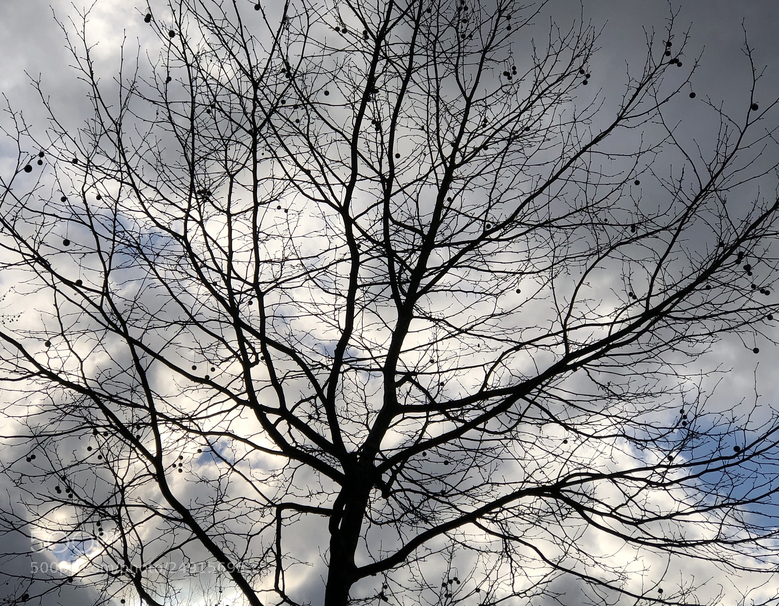 Apple iPhone 8 Plus sample photo. Perseverance is second nature photography