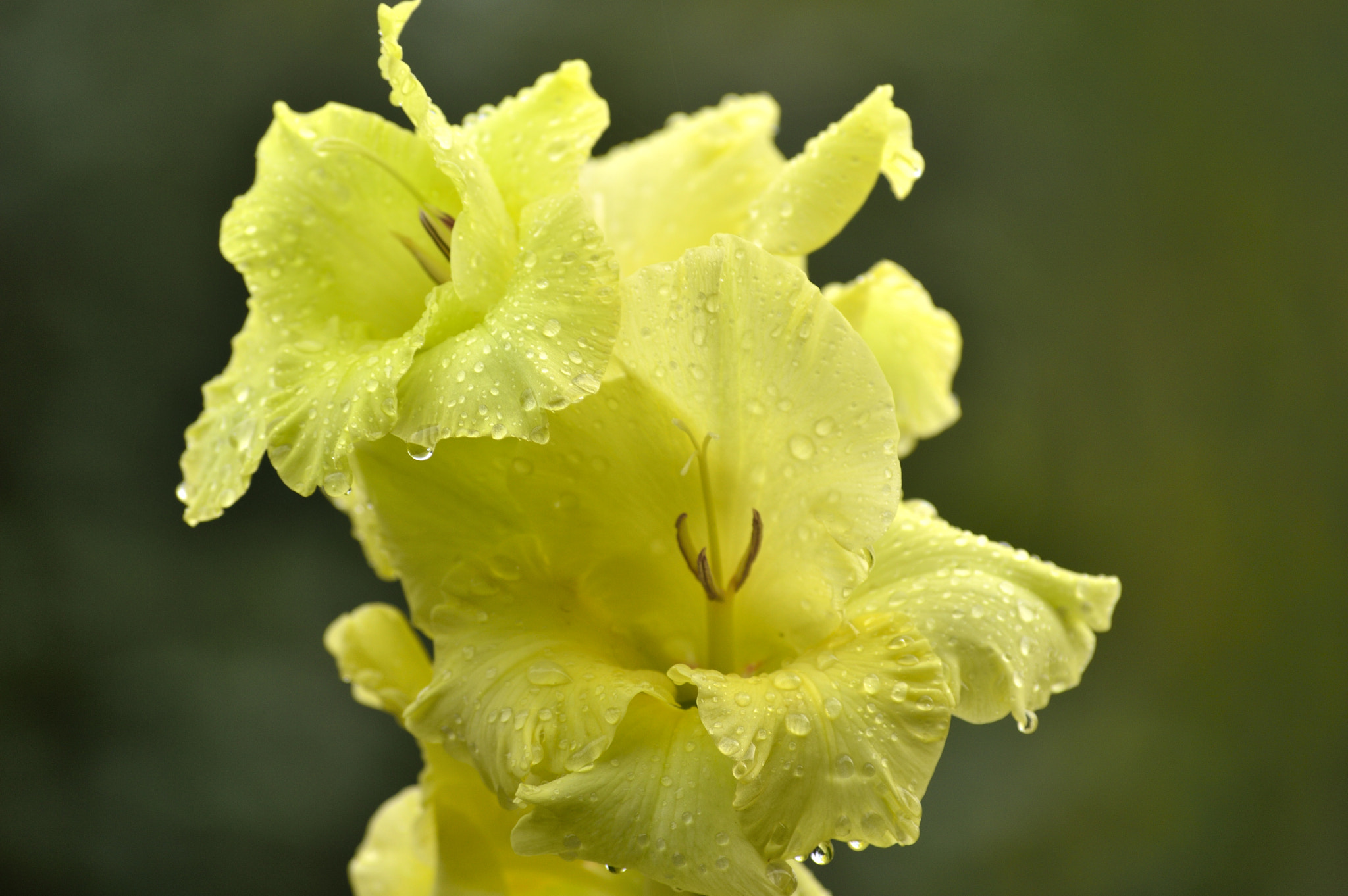 Nikon D3200 sample photo. Droplets... photography