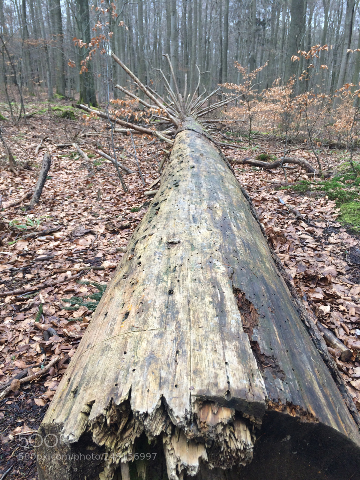 Apple iPhone 5s sample photo. Untitled photography