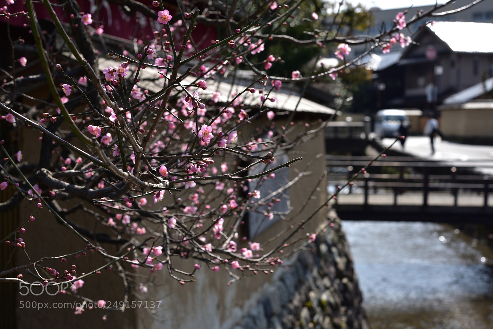 Nikon D750 sample photo. 大野庄用水の梅 金沢長町 (2) photography