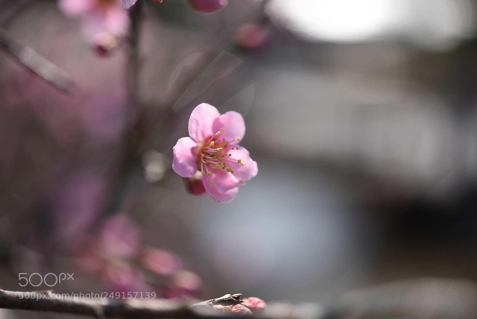 Nikon AF-S Micro-Nikkor 60mm F2.8G ED sample photo. 大野庄用水の梅 金沢長町 photography