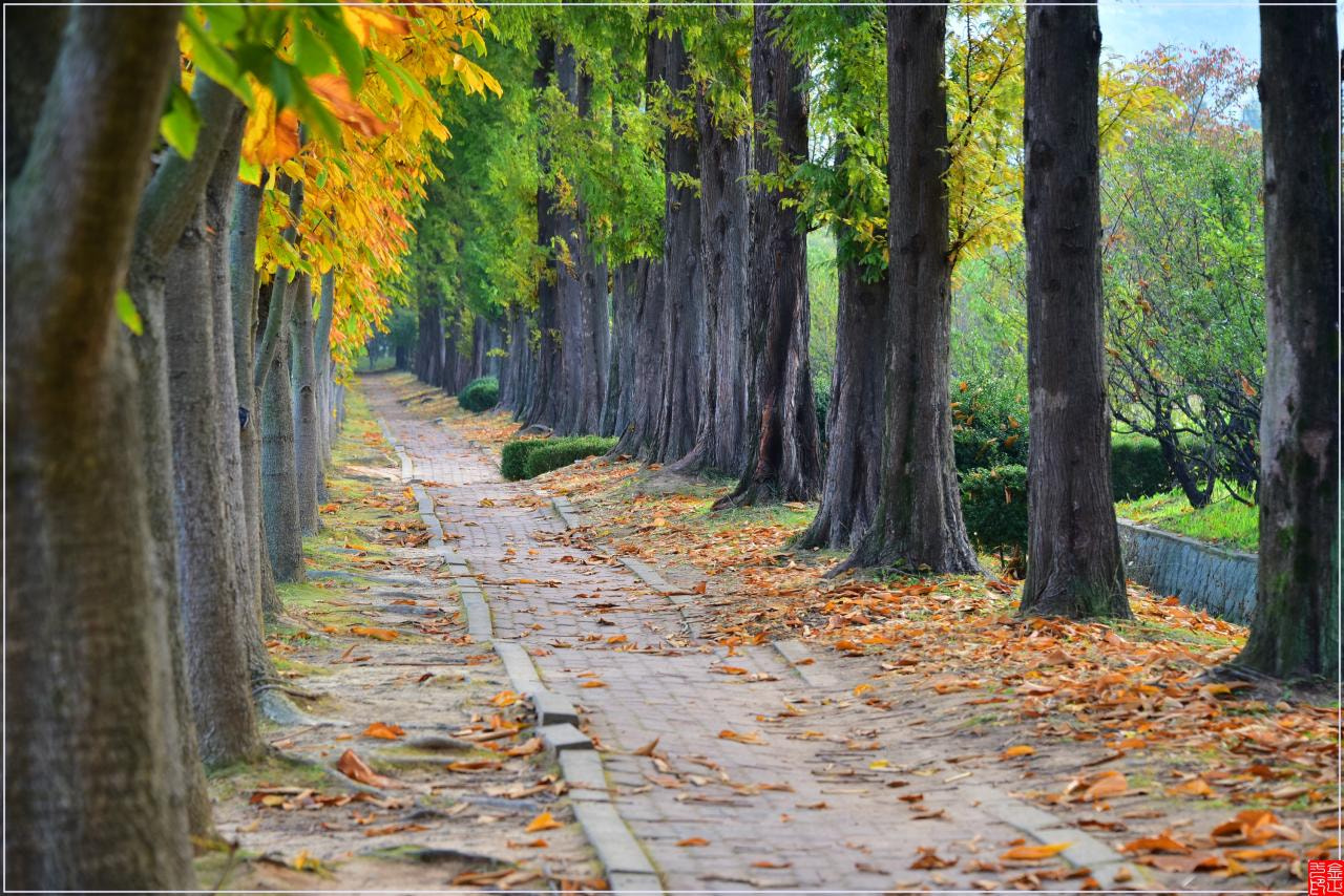 Nikon D810 sample photo. Autumn fall photography
