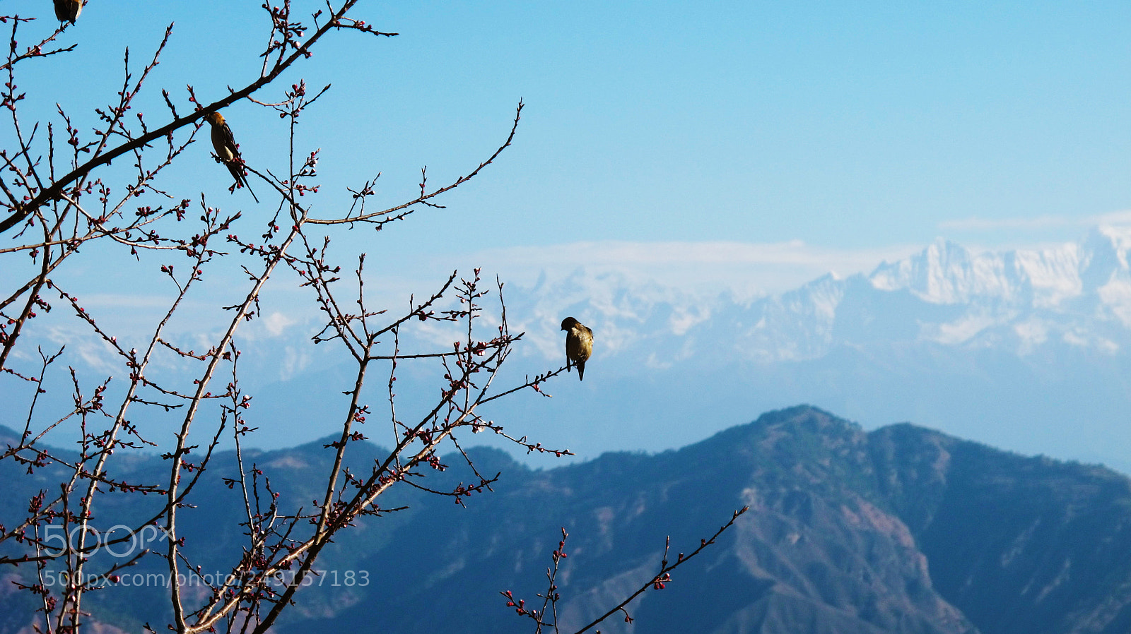 Canon PowerShot G12 sample photo. Birds of the himalayas photography