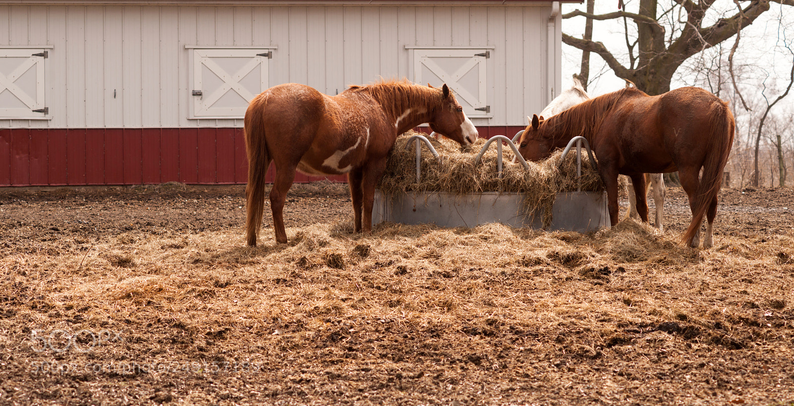 Sony Alpha DSLR-A900 sample photo. Ranch paddock feed circle photography
