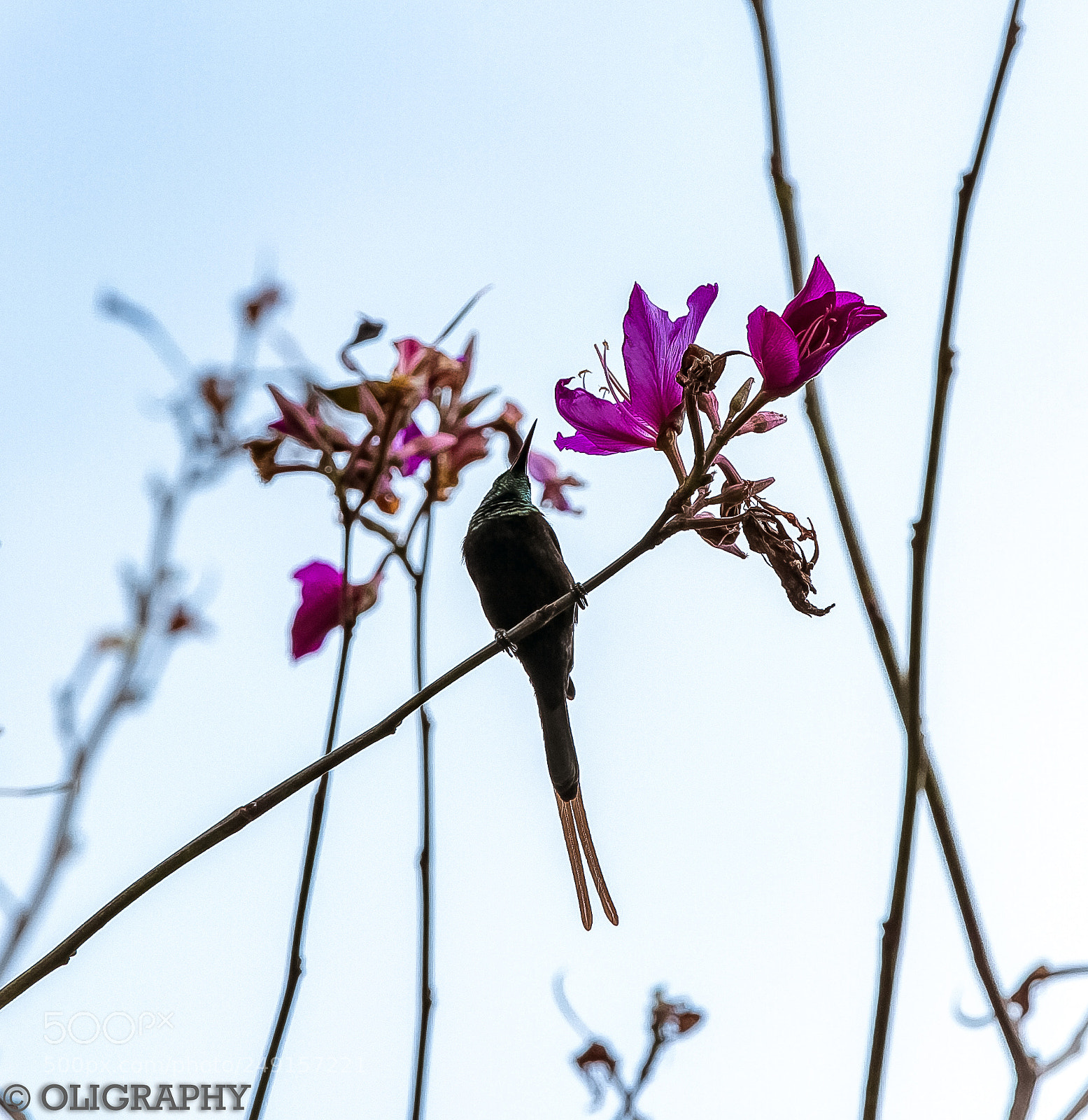 Canon EOS 7D sample photo. Img photography