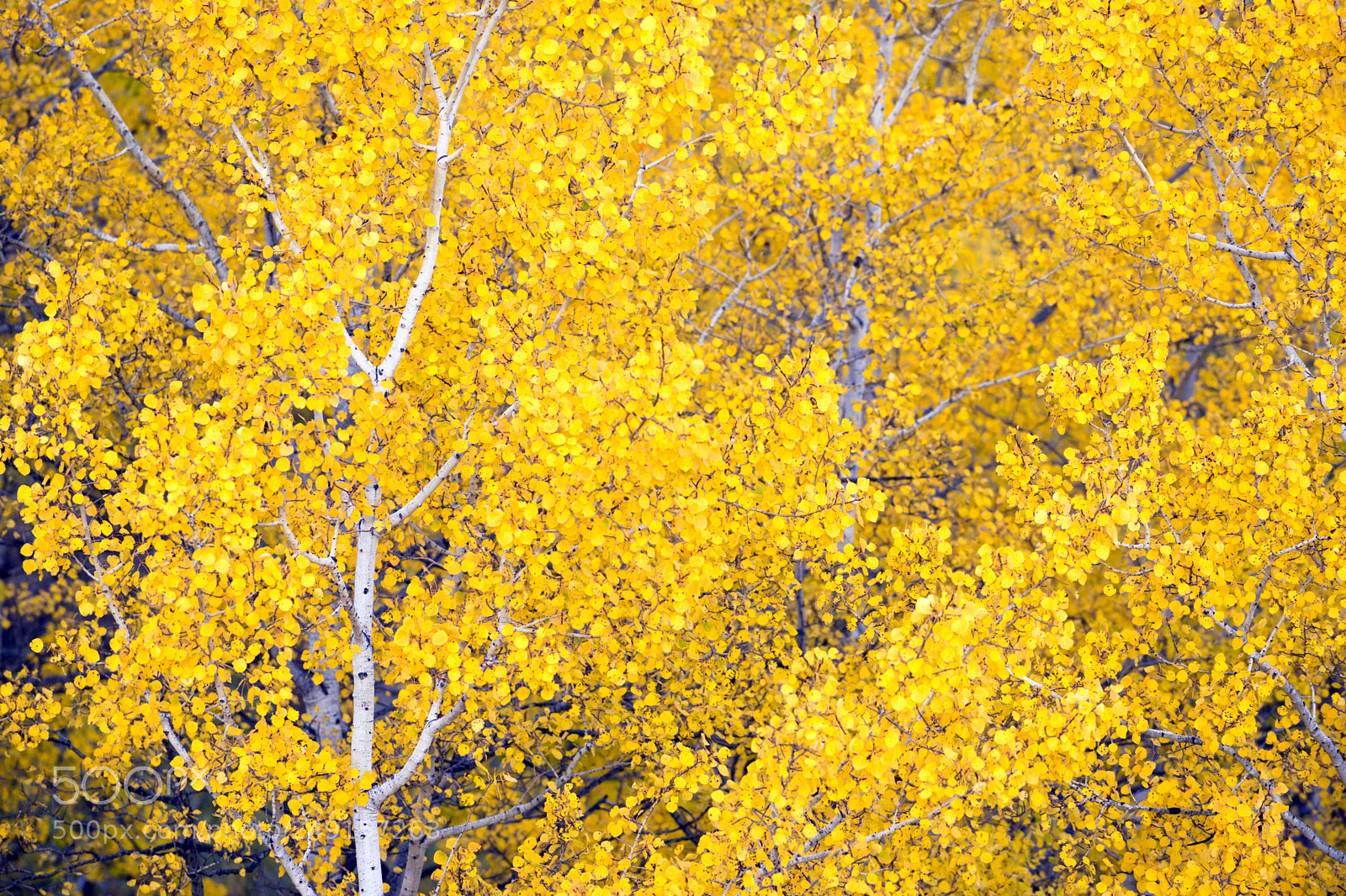 Sony a7 sample photo. White aspen trees forest photography