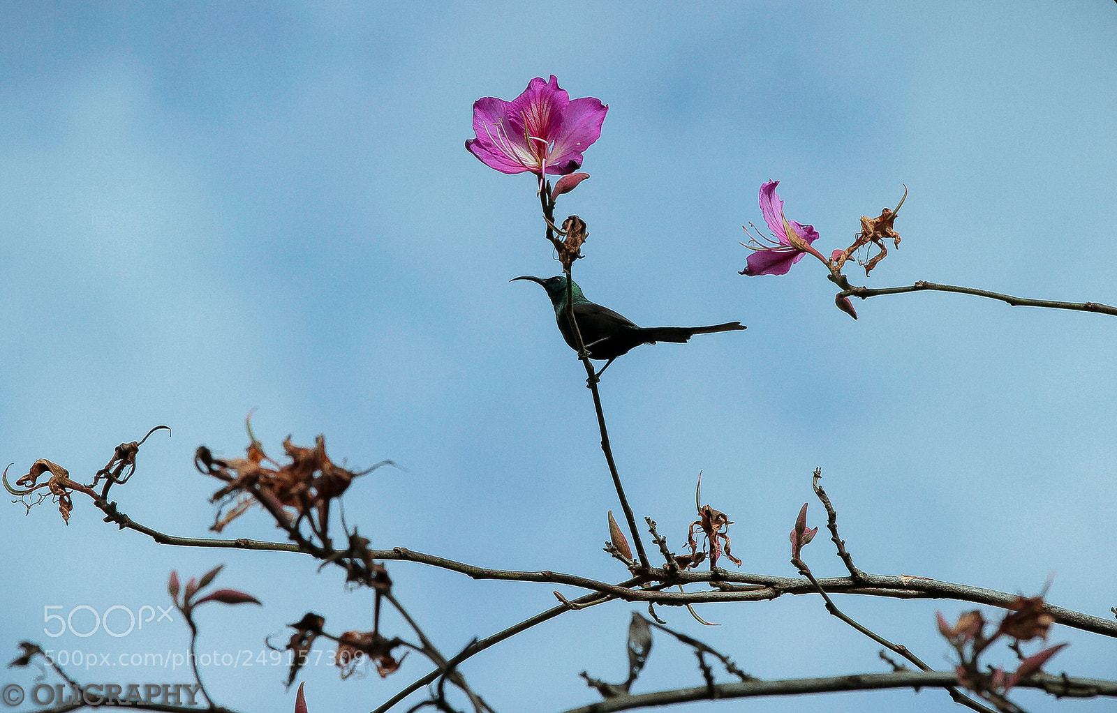 Canon EOS 7D sample photo. Img photography