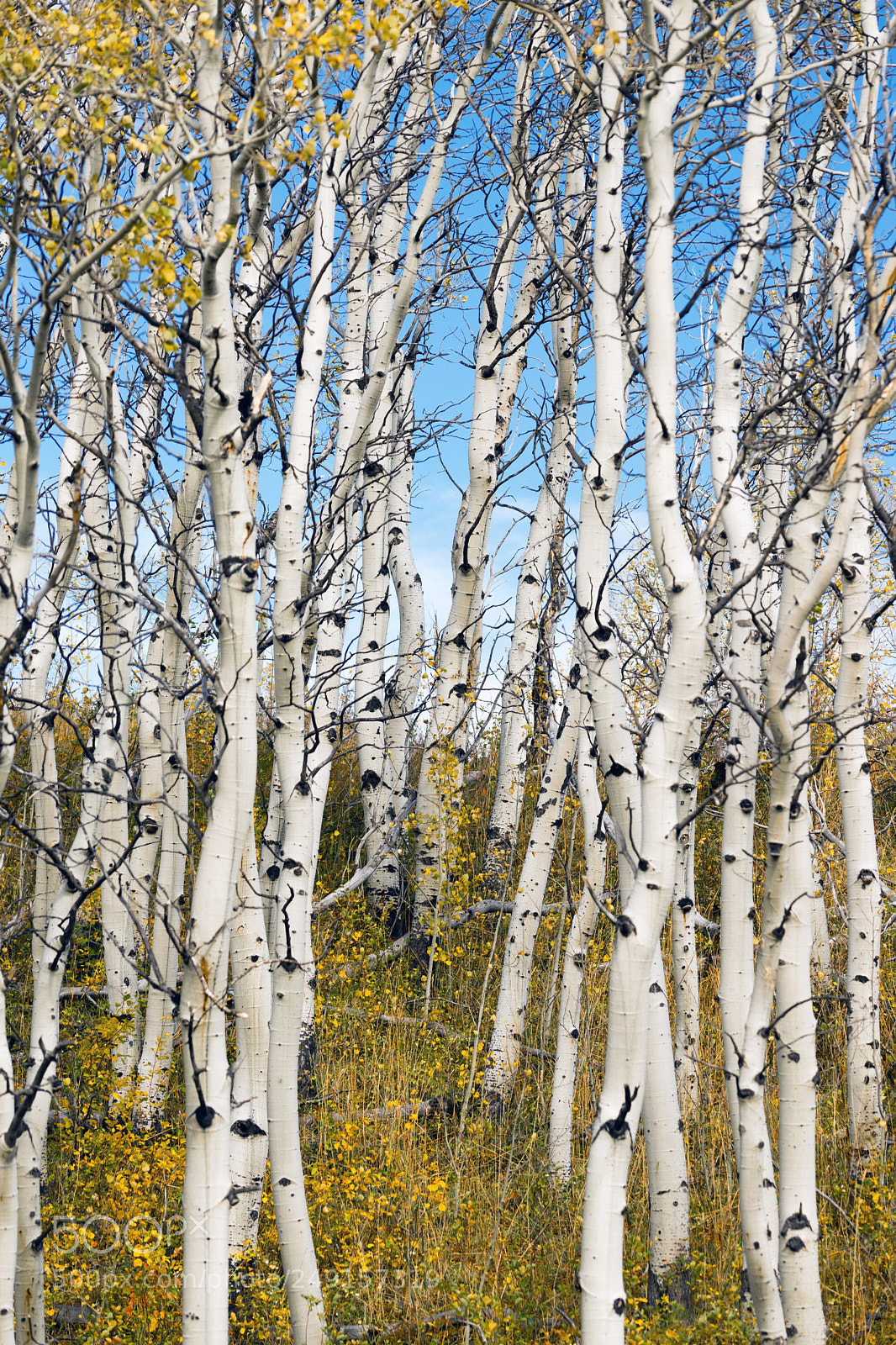 Sony a7 sample photo. Leaves falling off white photography
