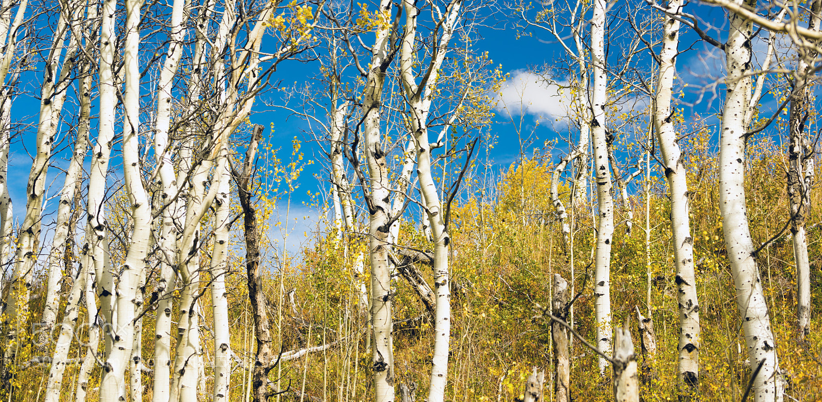 Sony a7 sample photo. Leaves falling off white photography