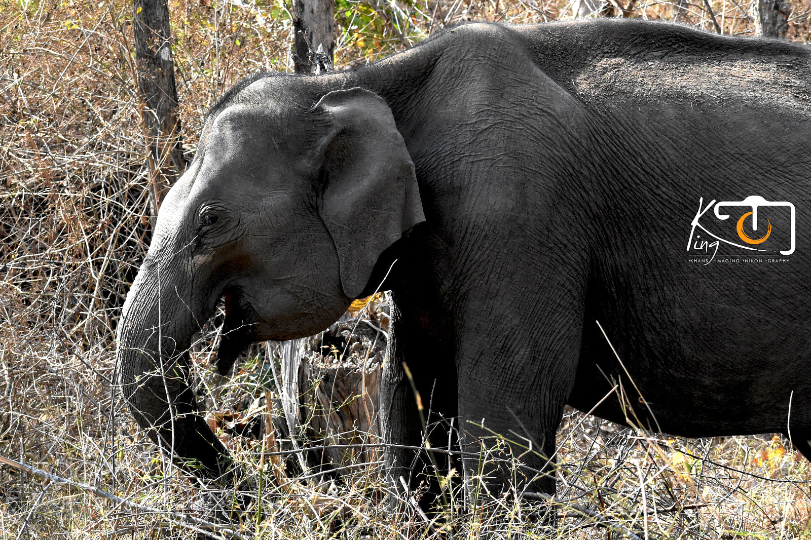 Nikon D3400 sample photo. Little elephant photography