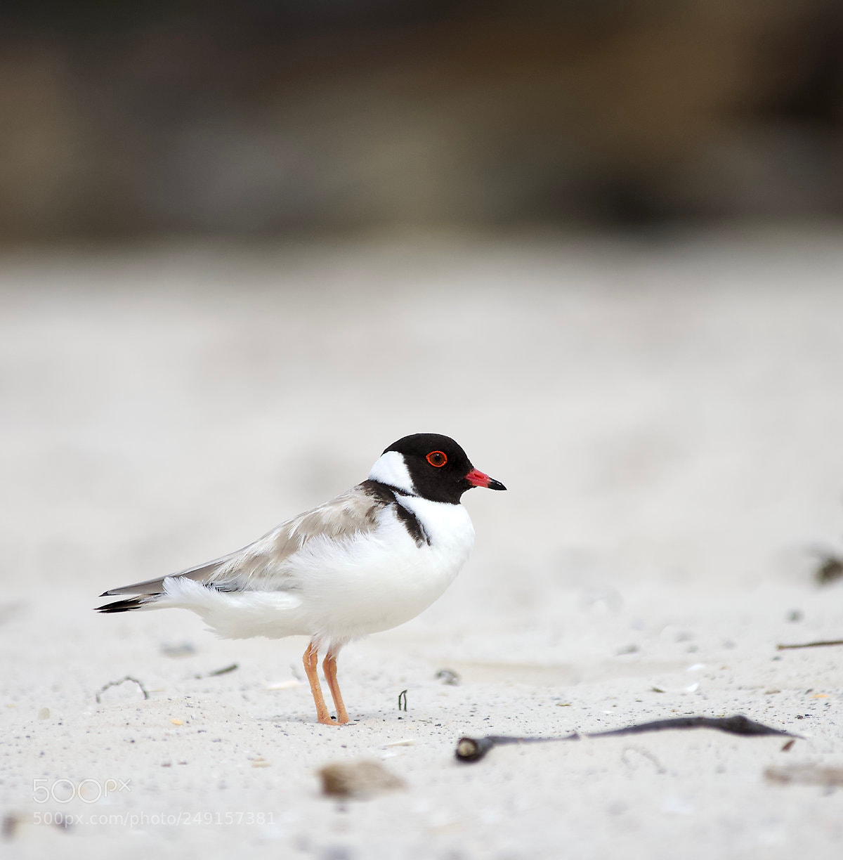 Olympus OM-D E-M1 sample photo. Hooded plover photography