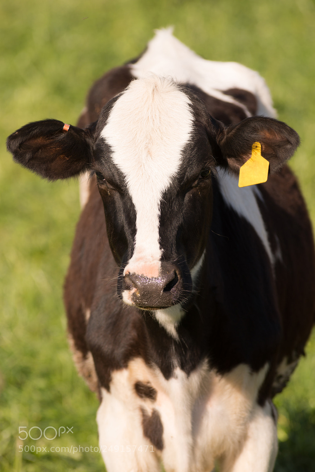 Sony SLT-A99V sample photo. Dairy cow farm field photography