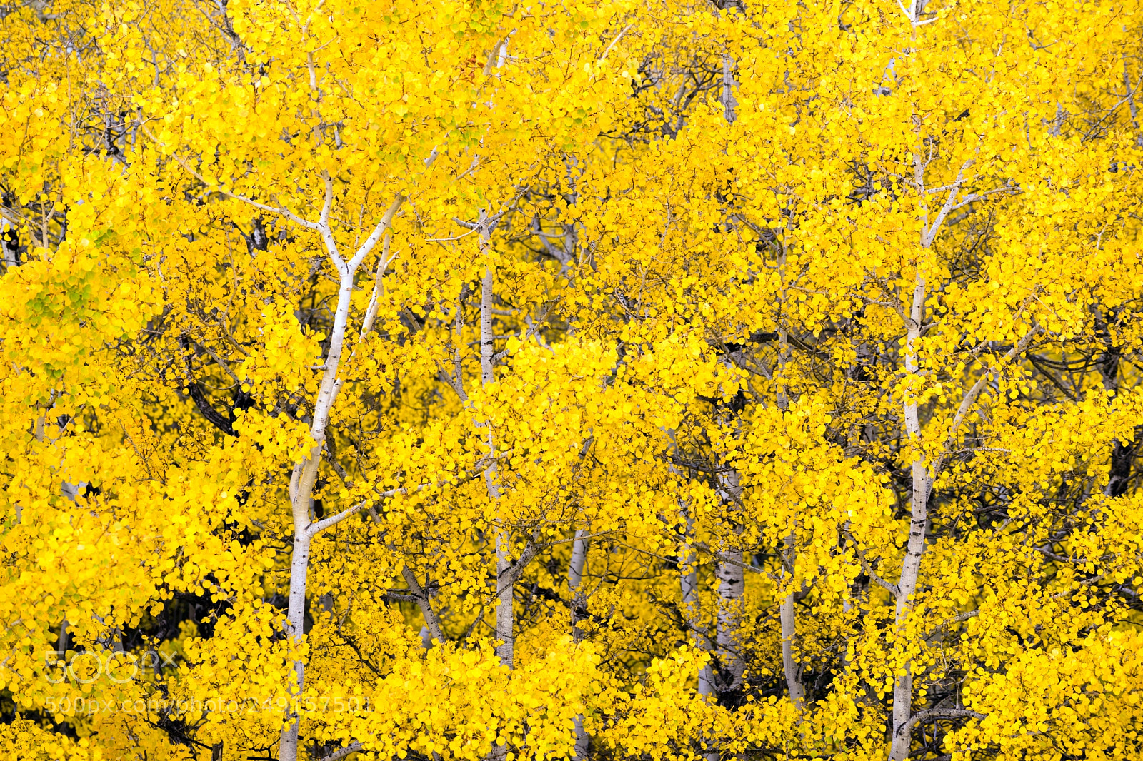 Sony a7 sample photo. White aspen trees forest photography