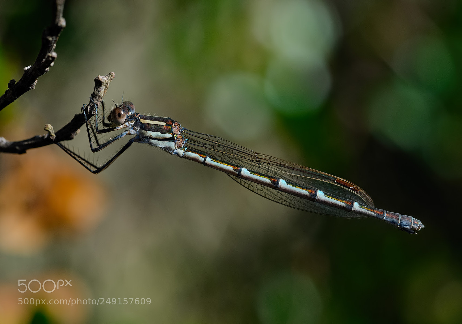 Olympus OM-D E-M1 sample photo. Damselfly photography