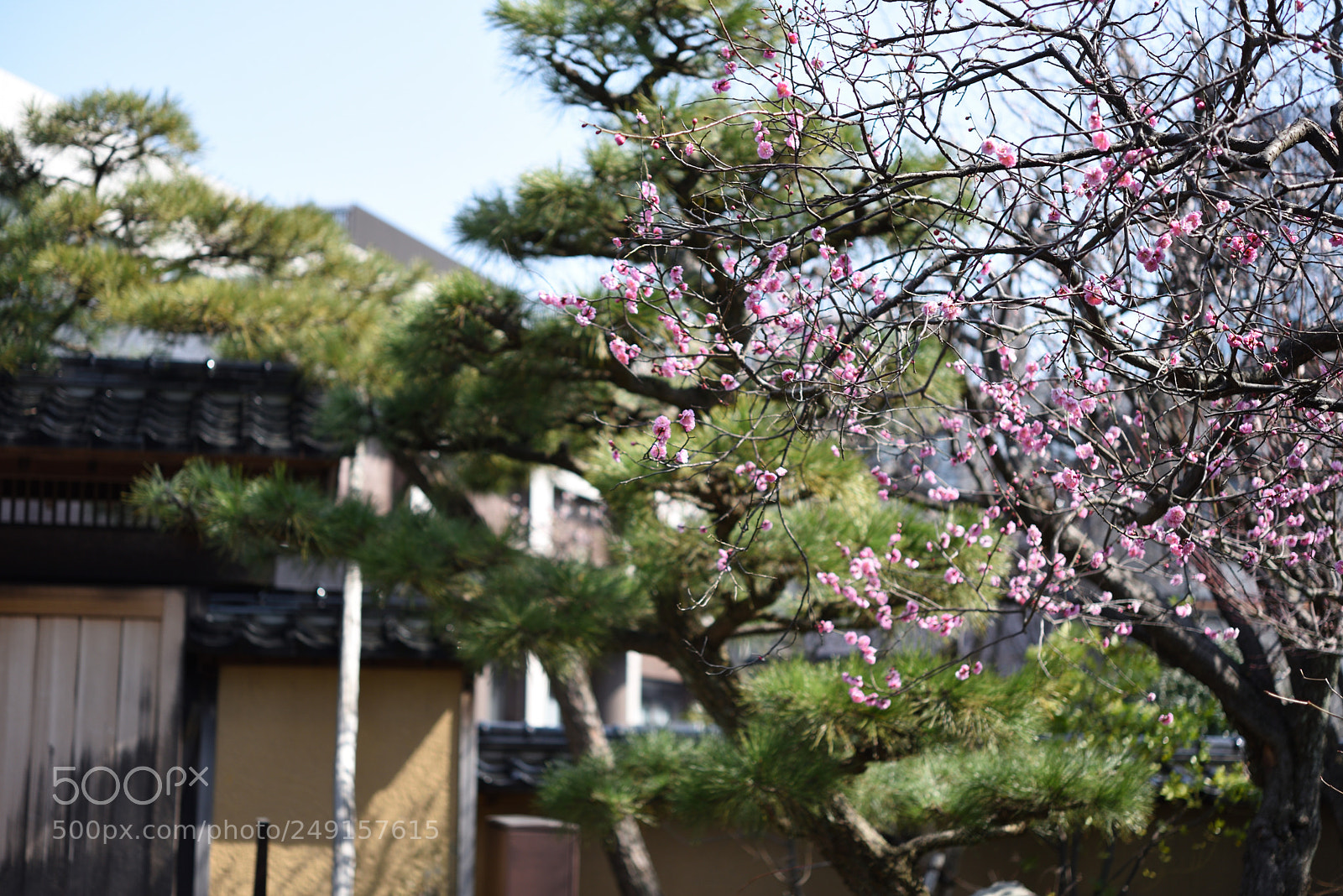 Nikon AF-S Micro-Nikkor 60mm F2.8G ED sample photo. 旧加賀藩士高田家跡の梅　金沢 photography