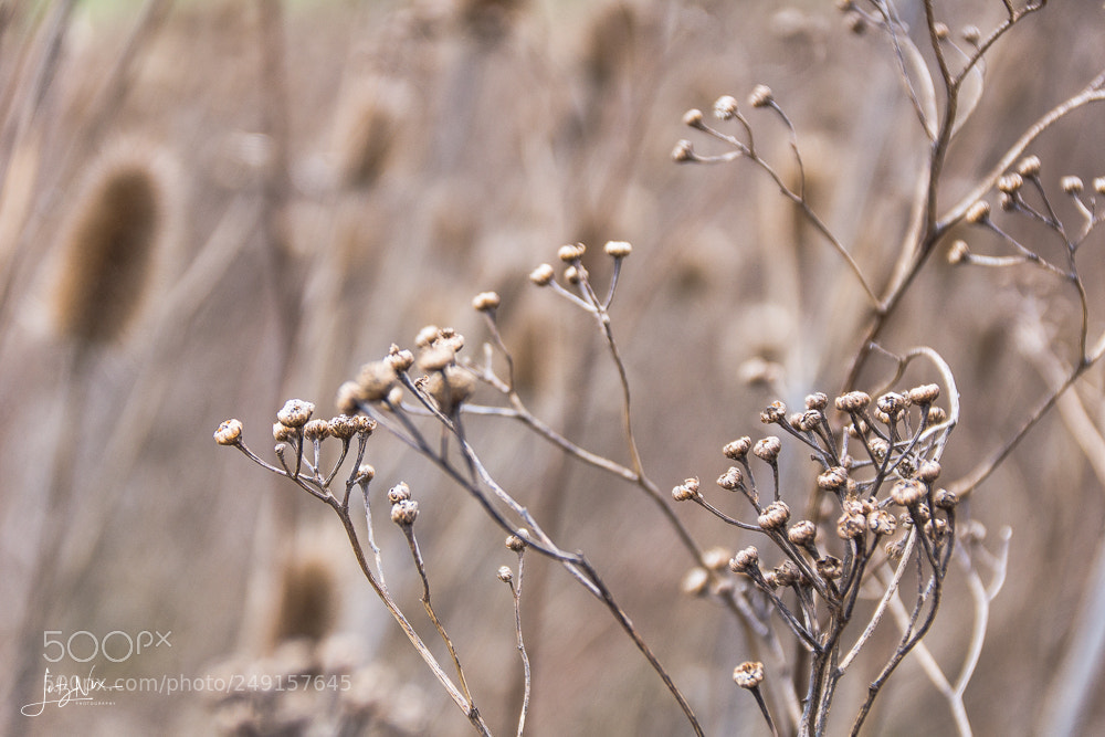 Sony SLT-A65 (SLT-A65V) sample photo. Waiting for spring photography