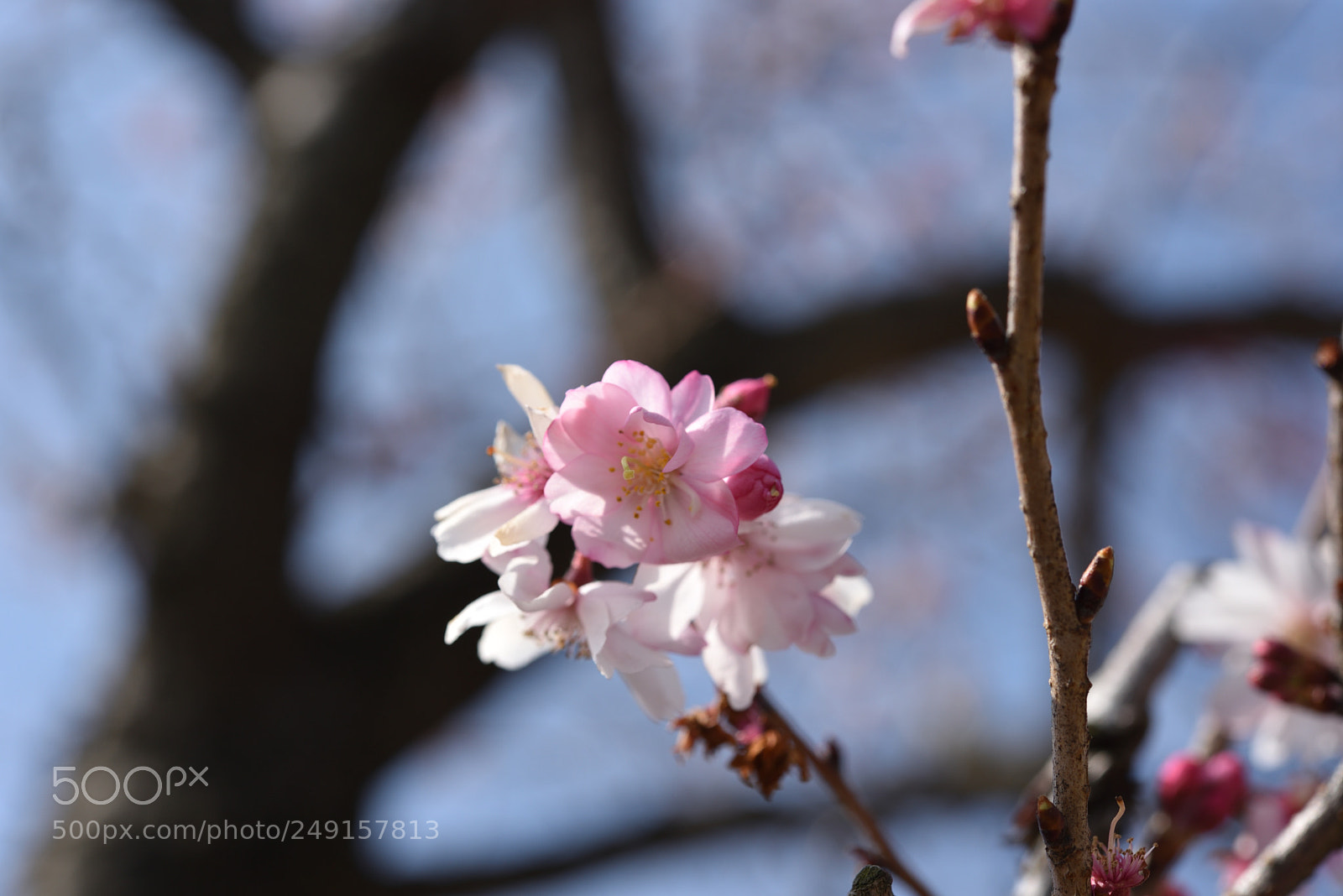 Nikon AF-S Micro-Nikkor 60mm F2.8G ED sample photo. 十月桜 金沢中村町 photography