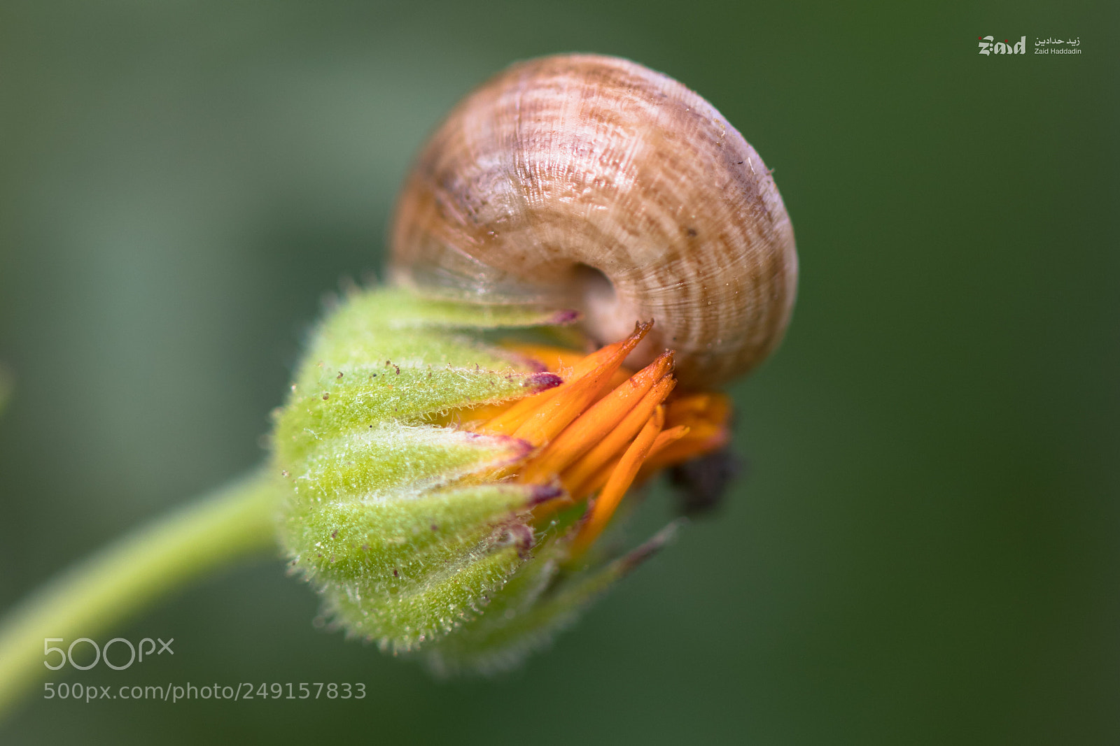 Canon EOS 80D sample photo. Snail shell on young photography