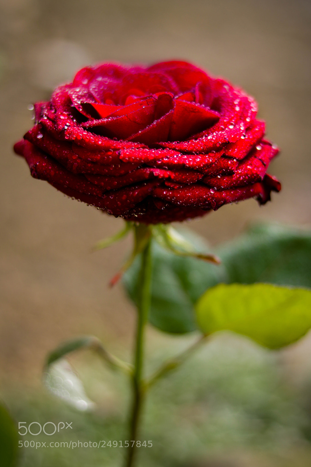 Canon EOS 750D (EOS Rebel T6i / EOS Kiss X8i) sample photo. Spring rose photography