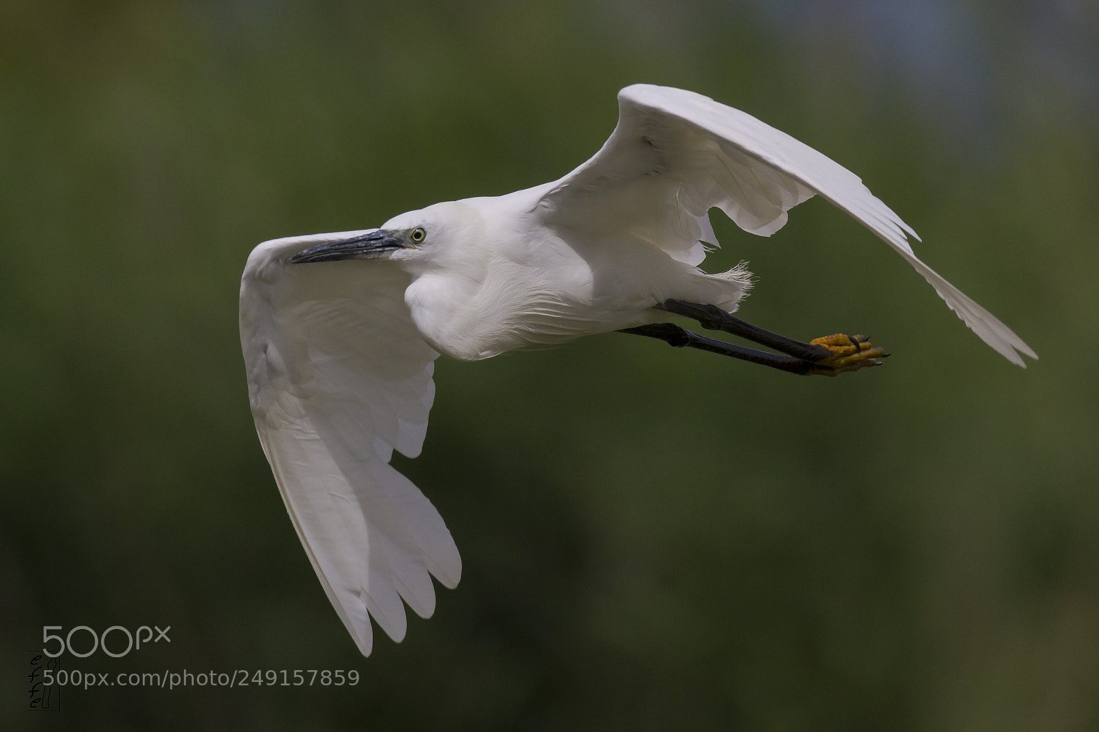 Canon EOS 7D sample photo. Little egret photography