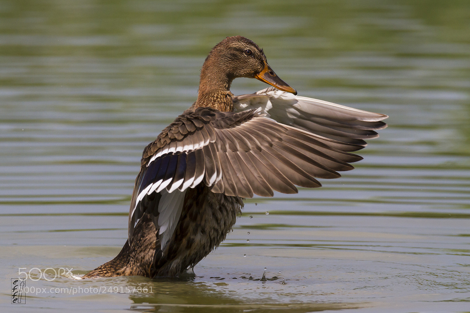 Canon EOS 7D sample photo. Mallard (female) photography