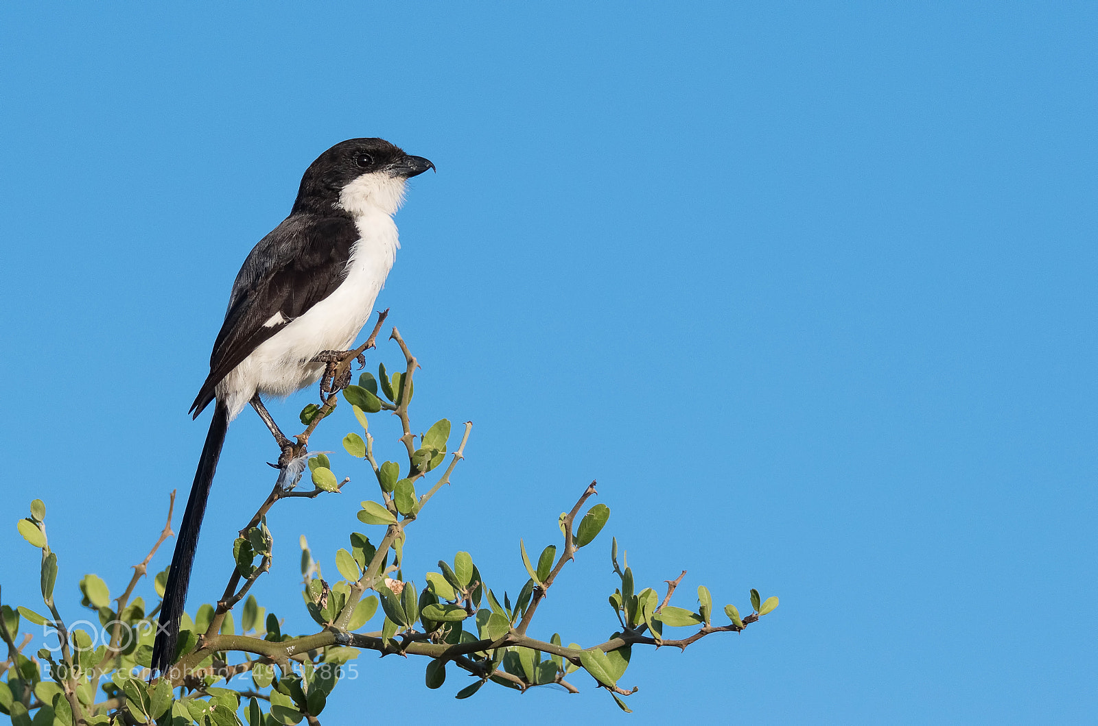 Nikon D500 sample photo. Long-tail fiscal shrike photography