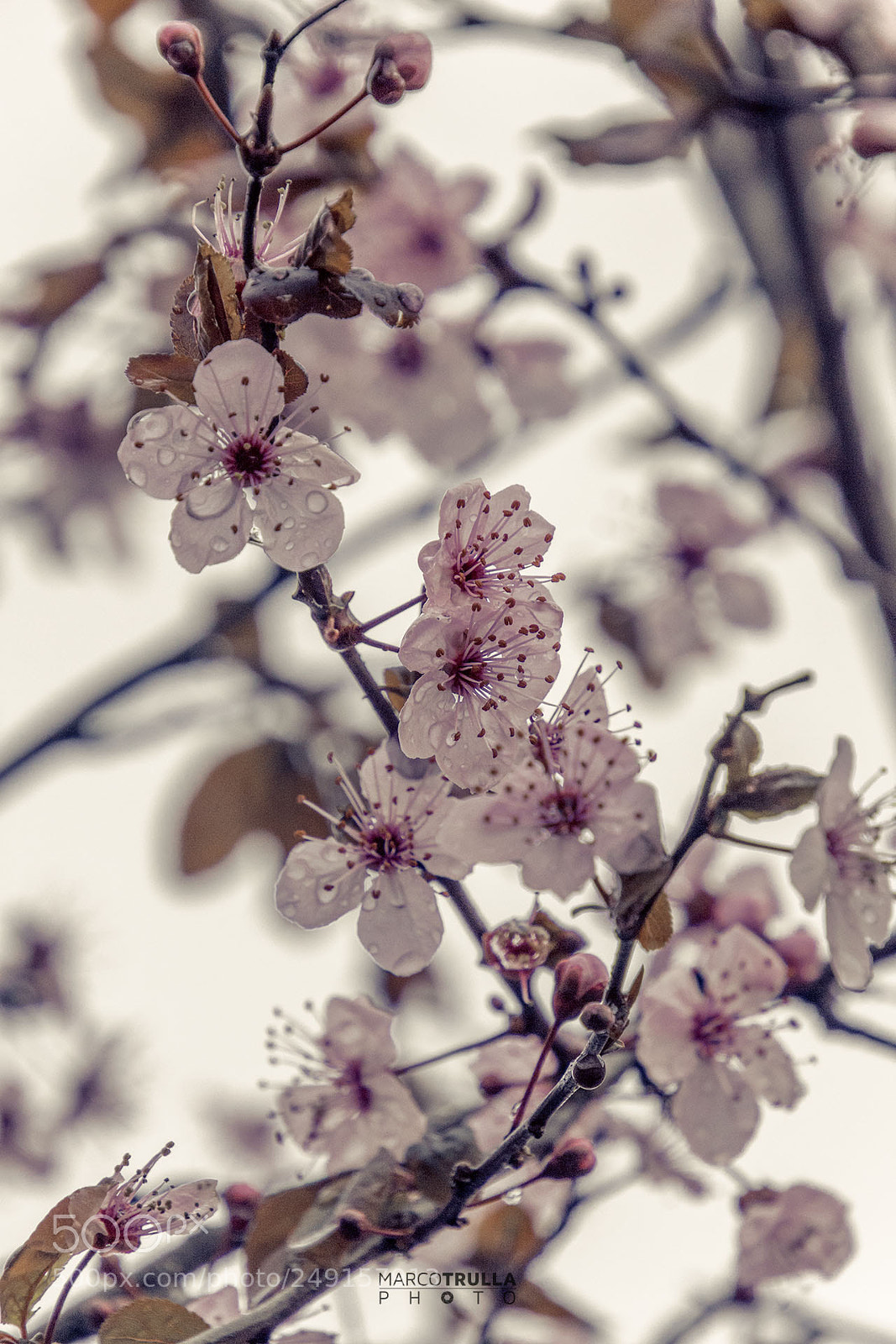 Nikon D7200 sample photo. Spring is coming photography