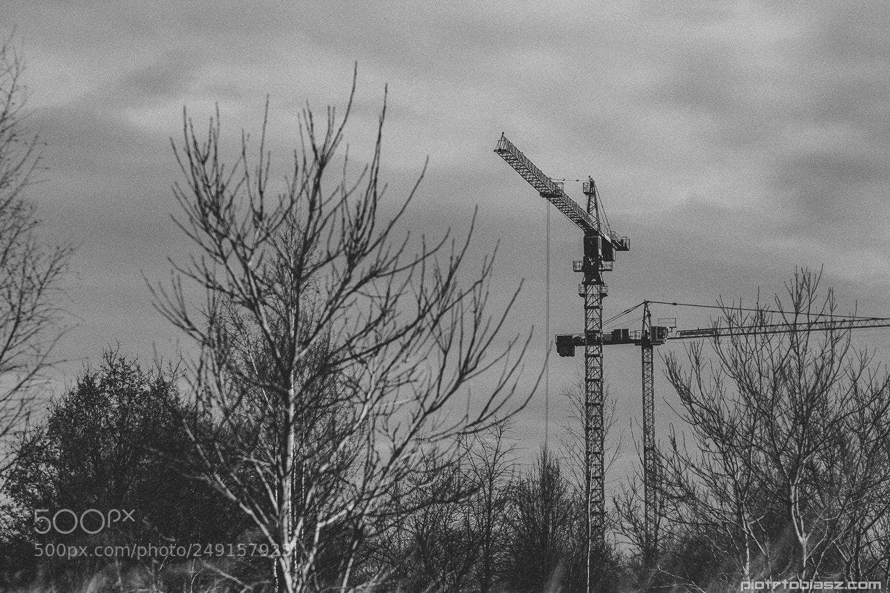 Canon EOS 7D sample photo. Cranes in the forest. photography