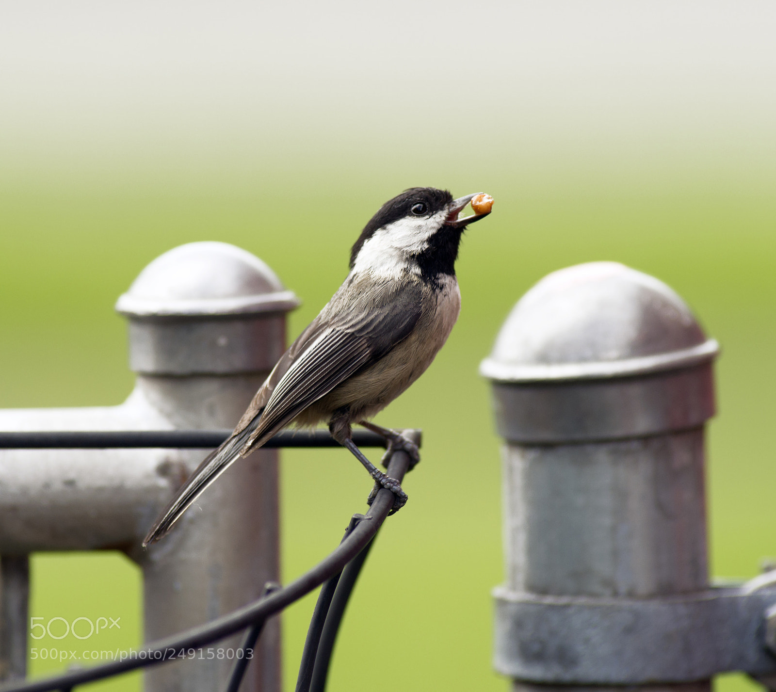 Sony Alpha DSLR-A850 sample photo. Black-capped chickadee bird perched photography