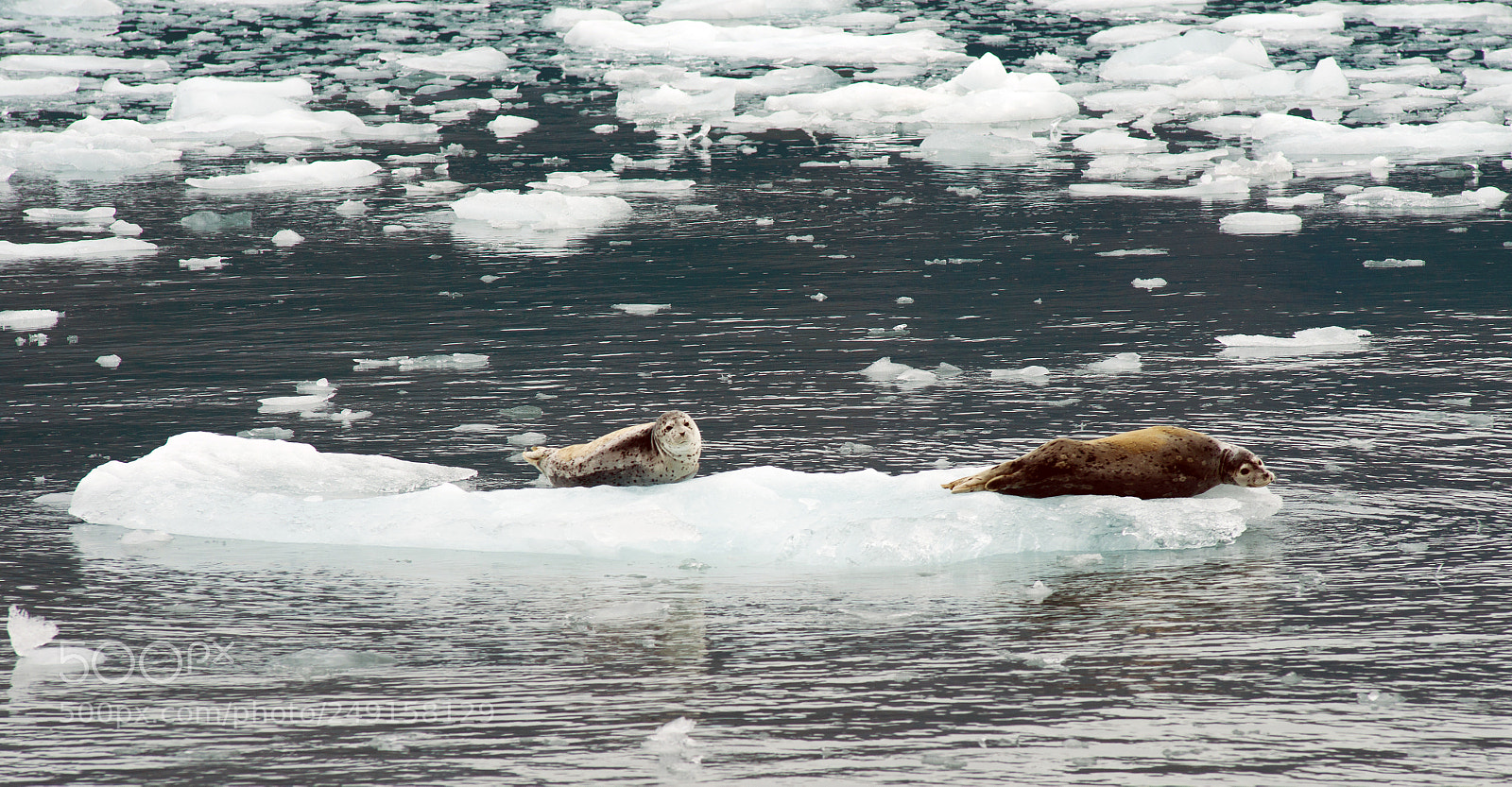 Sony Alpha DSLR-A850 sample photo. Wild seal lions iceburg photography