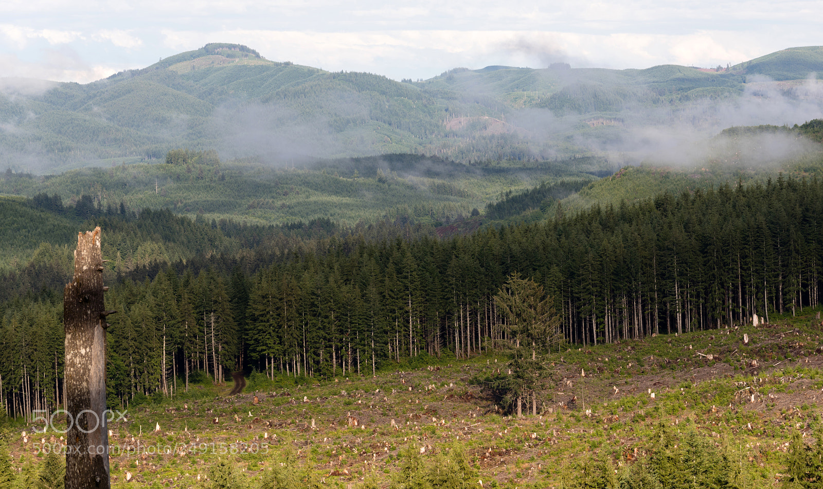 Sony a7 sample photo. Foggy mountain clearcut logging photography