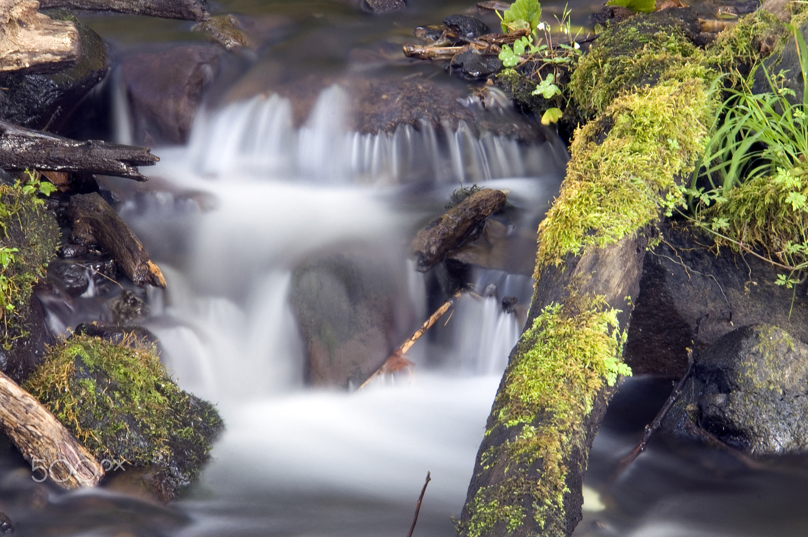 KONICA MINOLTA MAXXUM 7D sample photo. Green mossy ferns grow rocks water flowing river stream photography