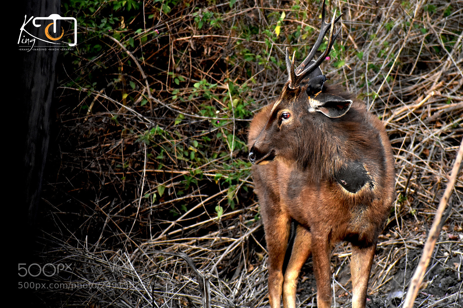 Nikon D3400 sample photo. Stag photography