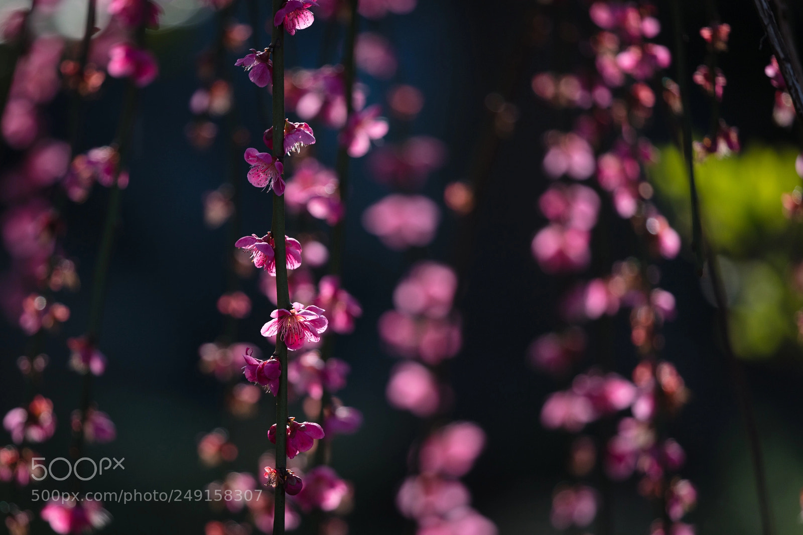 Canon EOS 5DS sample photo. Flowers photography