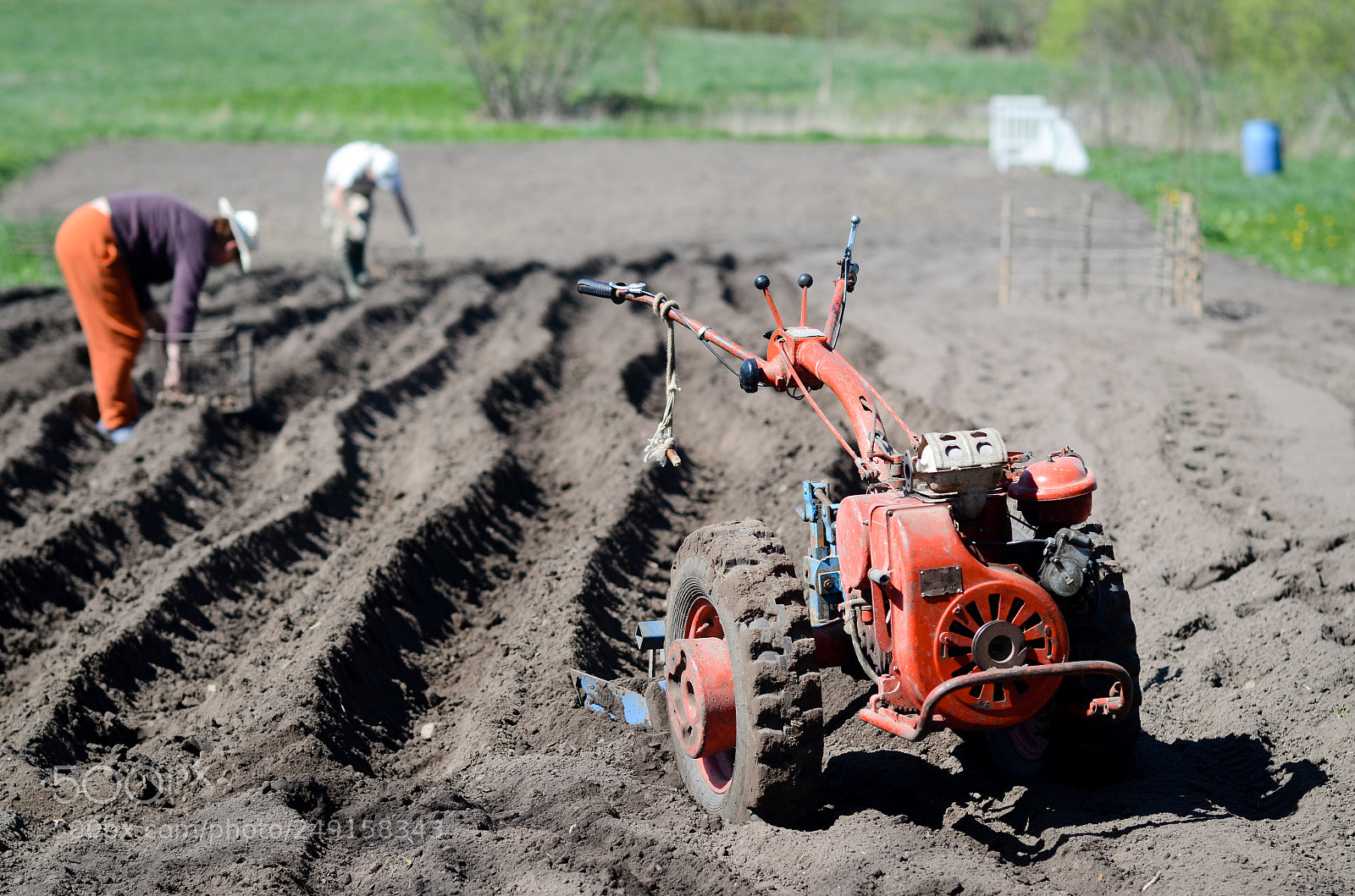 Nikon D7000 sample photo. Planting potatoes photography