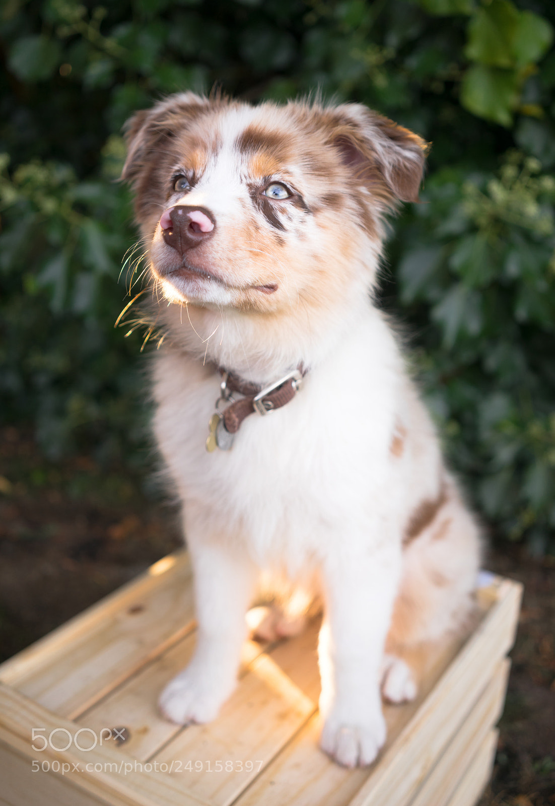 Sony a7 sample photo. Purebred australian shepherd puppy photography