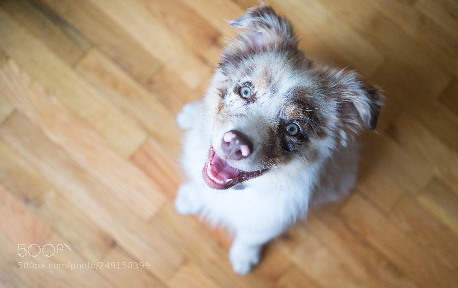 Sony a7 sample photo. Purebred australian shepherd puppy photography