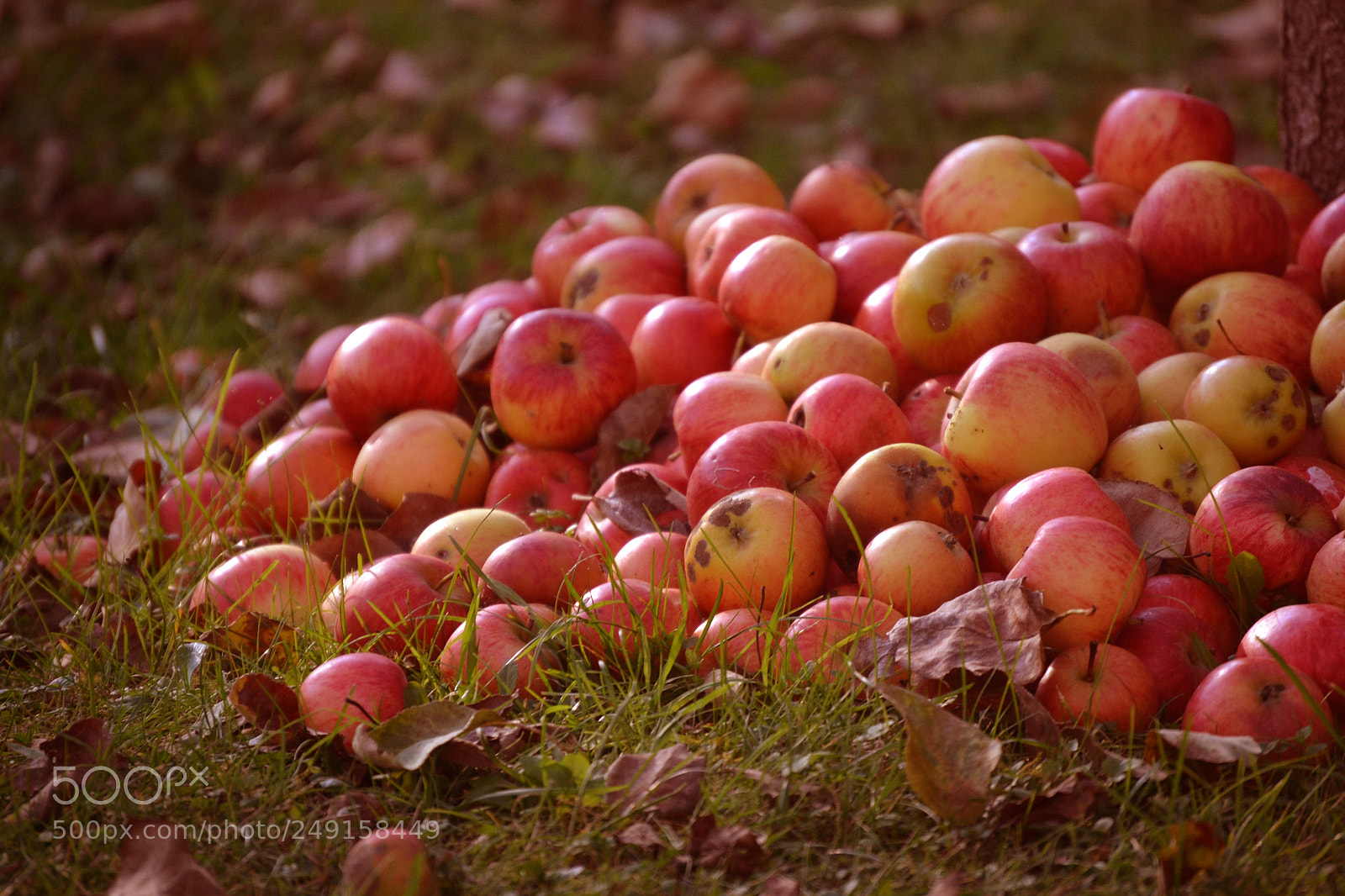 Nikon D3100 sample photo. Lots of apples photography
