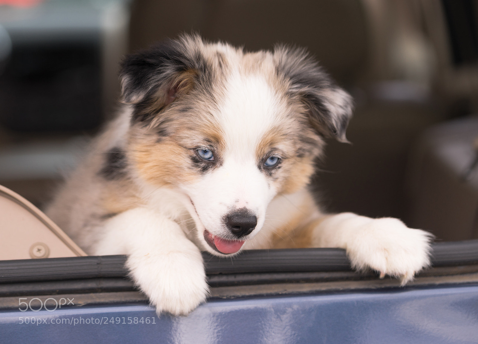 Sony a7 sample photo. Purebred australian shepherd puppy photography