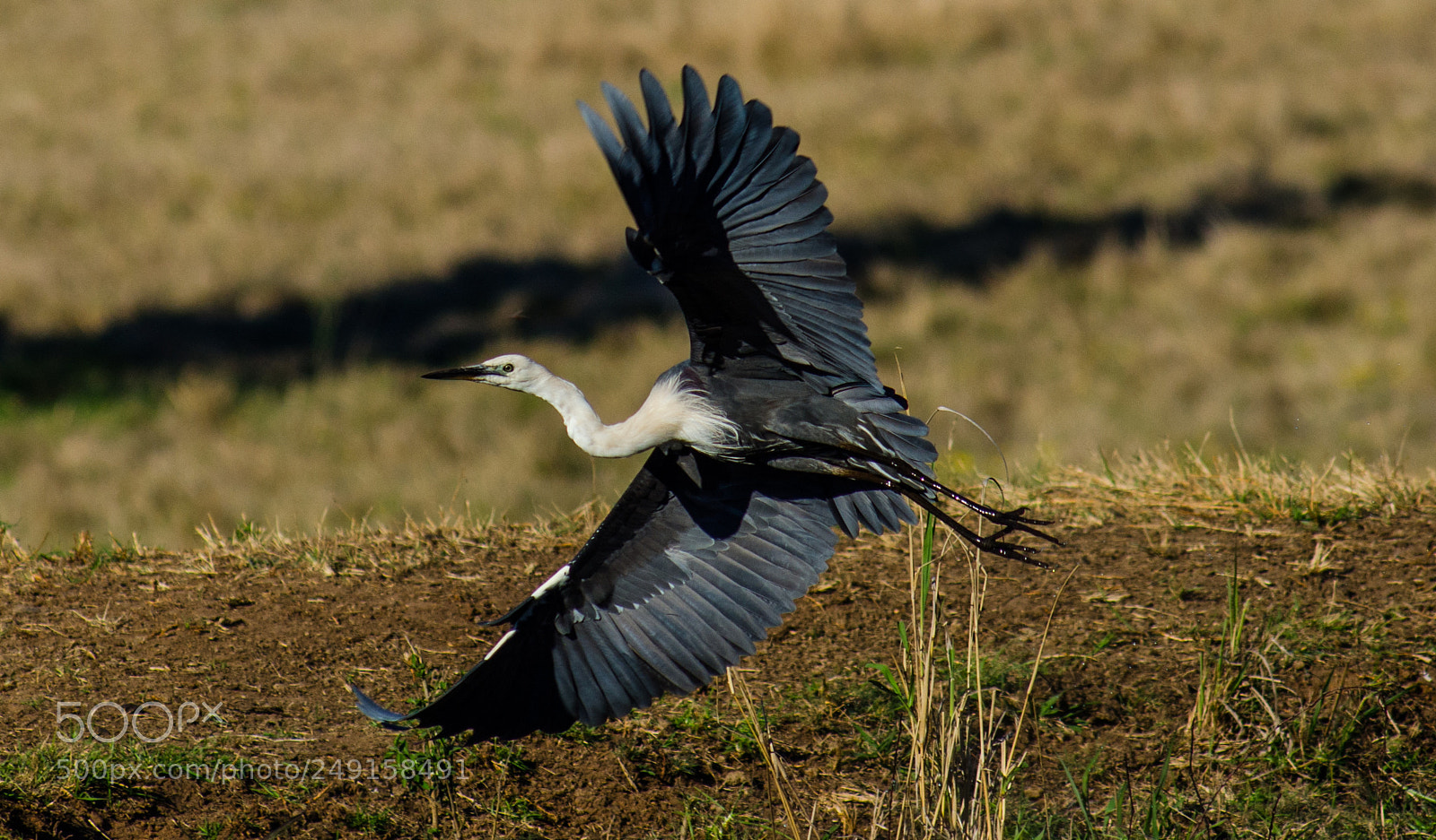 Nikon D7000 sample photo. Heron photography